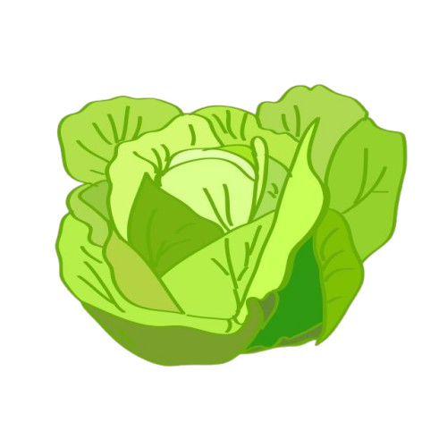 White Cabbage
